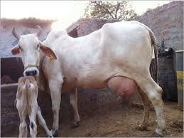Haryana Cow 01