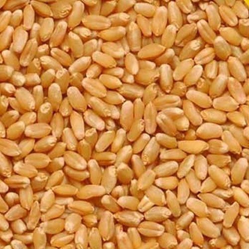 Lokwan Wheat