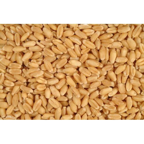 MP Grade Wheat