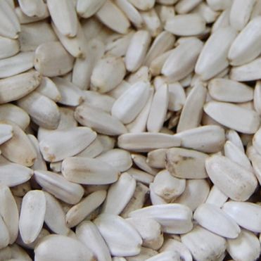 White Sunflower Seeds