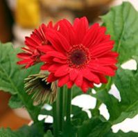 Fresh Gerbera Flowers 02