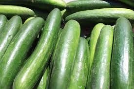 Fresh European Cucumber 01