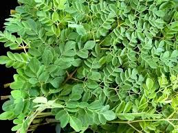 Fresh Moringa Leaves 01