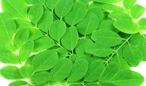 Fresh Moringa Leaves 02