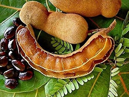 Tamarind Pods 01