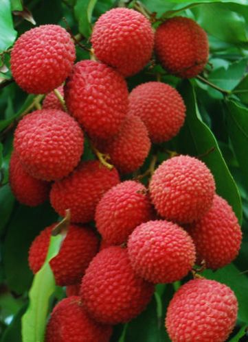 Fresh Litchi 02