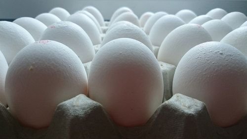 Poultry Eggs 01