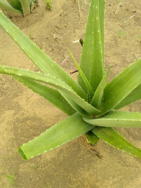 Aloe Vera Leaf 03