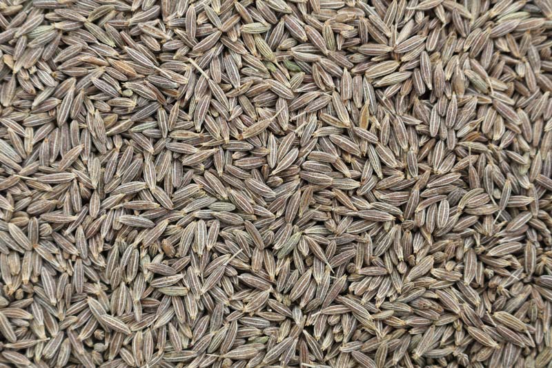 Cumin Seeds 02