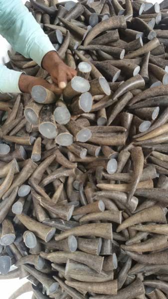 Buffalo Horn Tips & Hollow 02