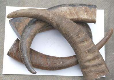 Buffalo Horn Tips & Hollow 03