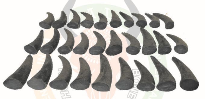 Buffalo Horn Tips & Hollow 02