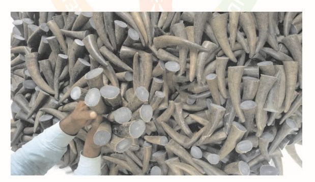 Buffalo Horn Tips & Hollow 01