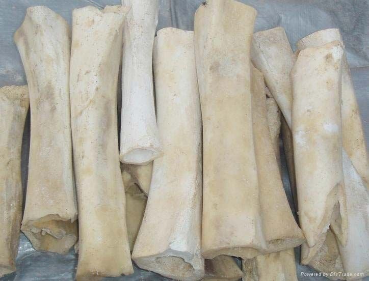 Crushed Bone & Horn 01