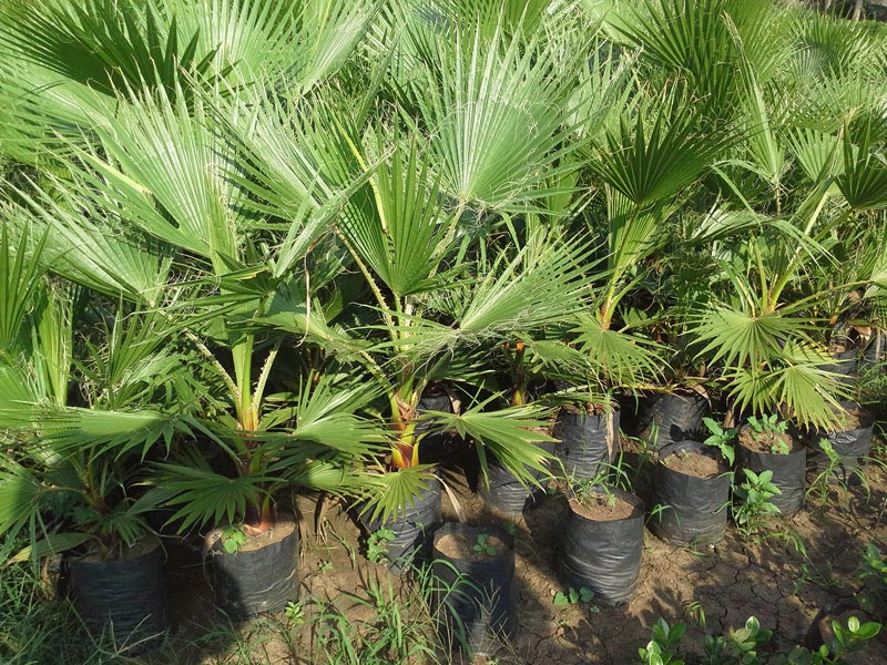 Palm Plants 05
