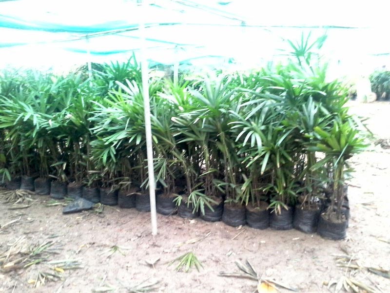 Palm Plants 07