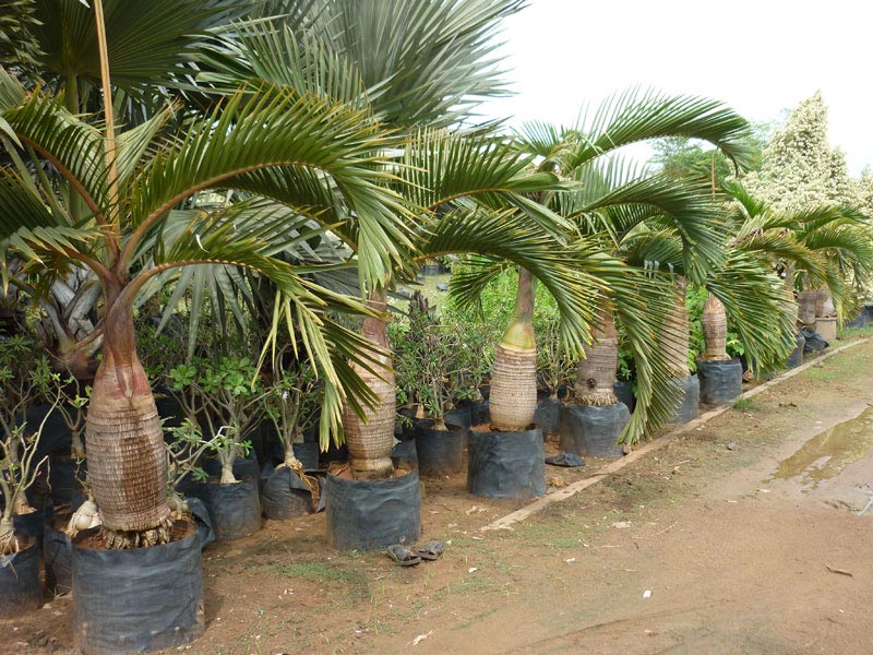 Palm Plants 09