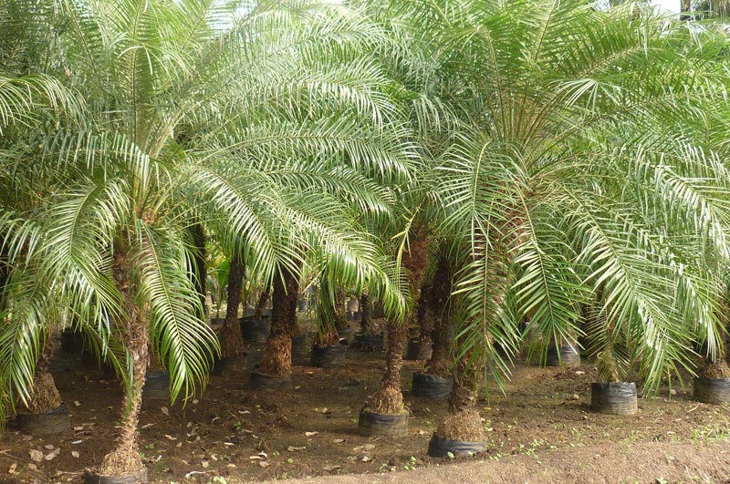 Palm Plants 11