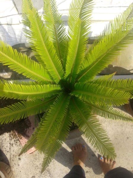Palm Plants 12