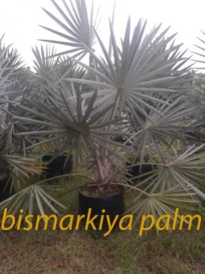 Palm Plants 15