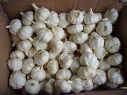 Fresh Garlic 01