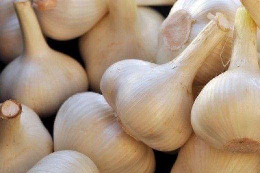 Fresh Garlic 03
