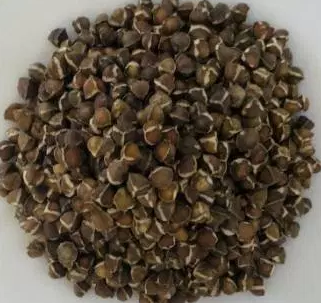 Moringa Seeds 01
