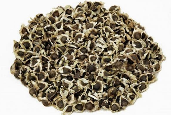 Moringa Seeds 02