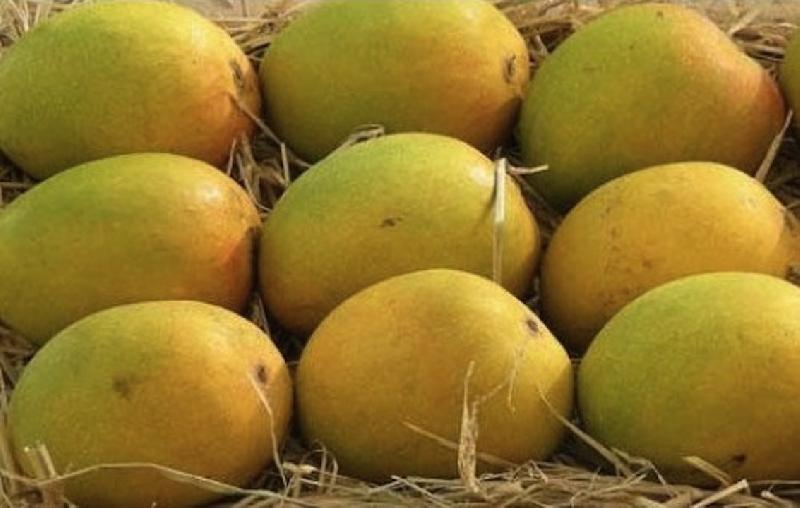 Ratnagiri Alphonso Mango 01