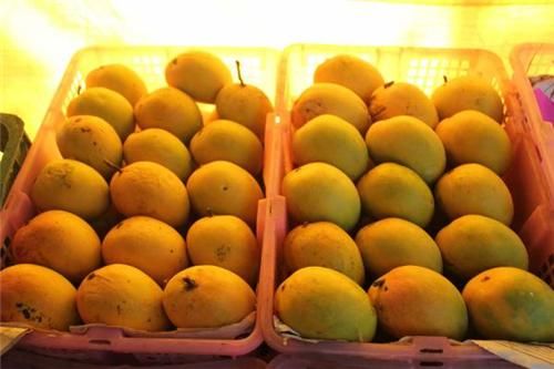 Ratnagiri Alphonso Mango 02