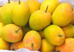 Ratnagiri Alphonso Mango 03