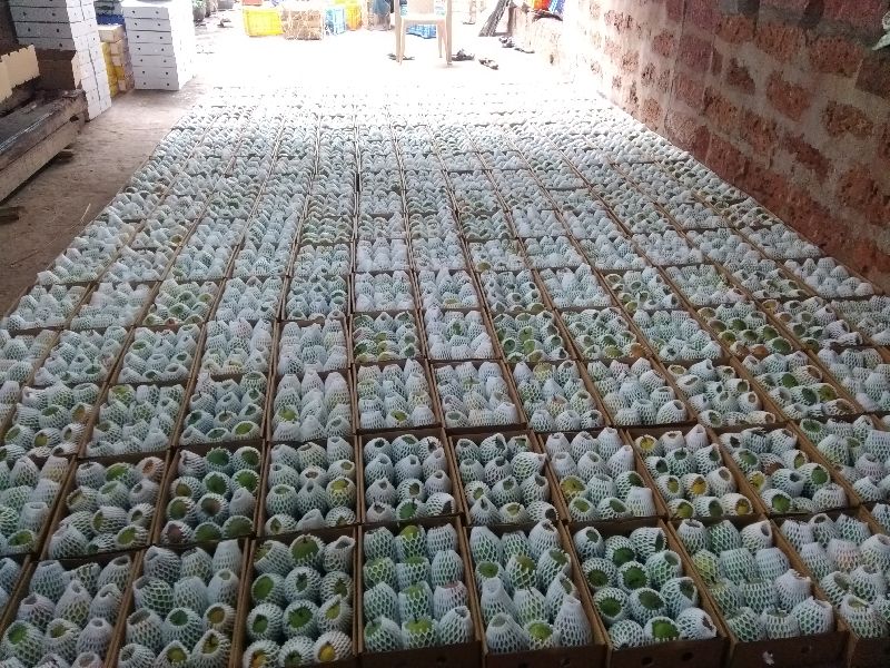 Ratnagiri Alphonso Mango 05