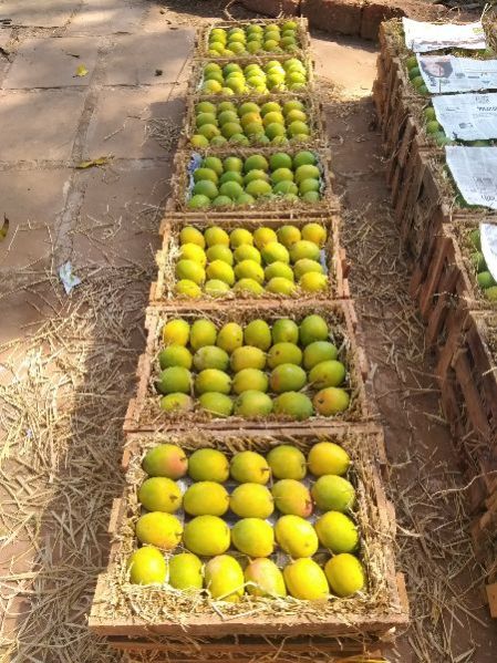 Ratnagiri Alphonso Mango 07