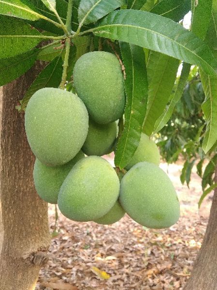 Ratnagiri Alphonso Mango 08