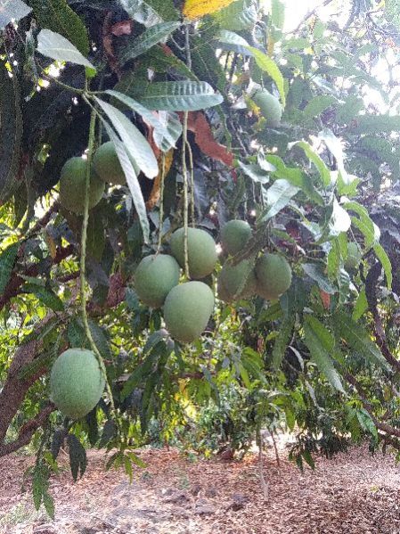 Ratnagiri Alphonso Mango 09
