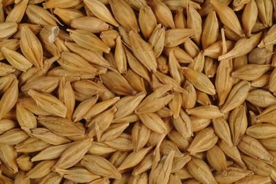Barley Cattle Feed 01