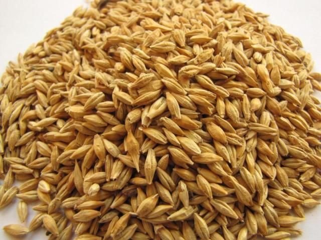 Barley Cattle Feed 02
