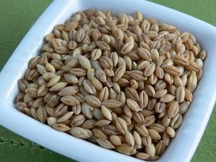 Hulled Barley Seeds 01