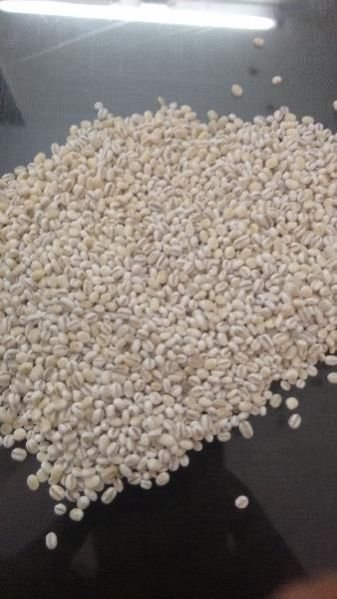 Pearl Barley Seeds 02