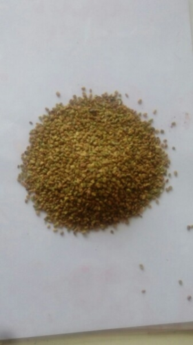 Turmeric Seed 01