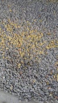 Turmeric Seed 02