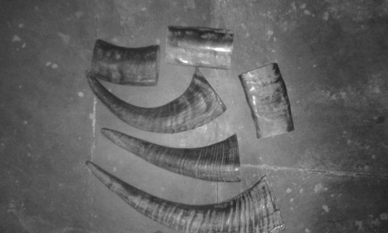 Drinking Horn 07