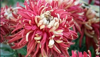 Dual Colors Chrysanthemum