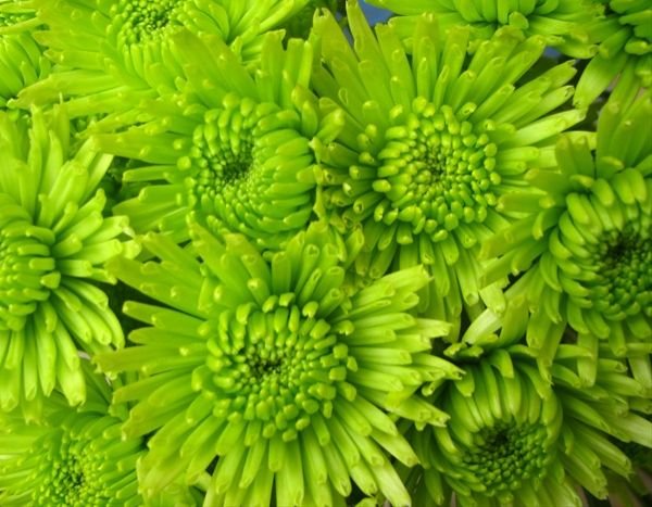 Green Chrysanthemum