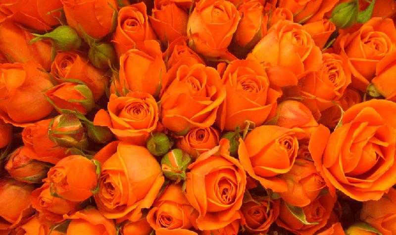 Orange Roses