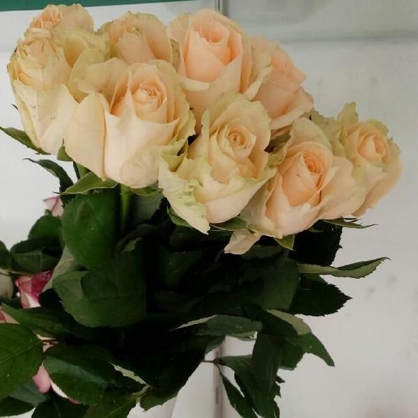 Peach Roses