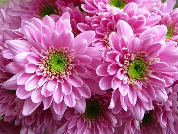 Pink Chrysanthemum