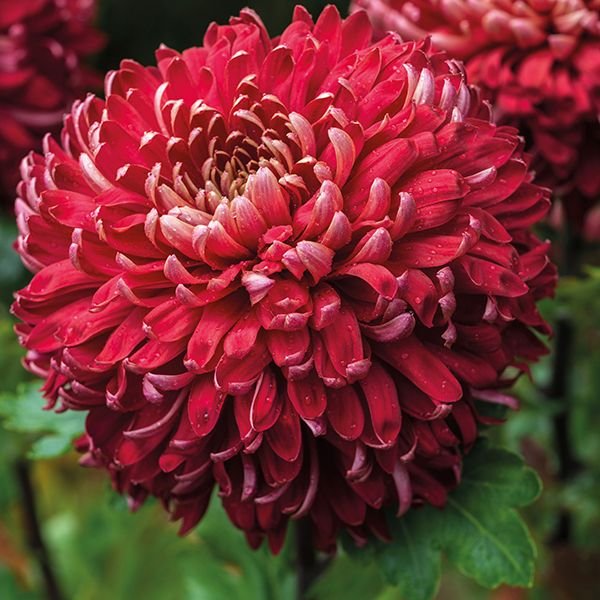 Red Chrysanthemum