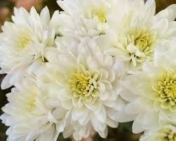 White Chrysanthemum