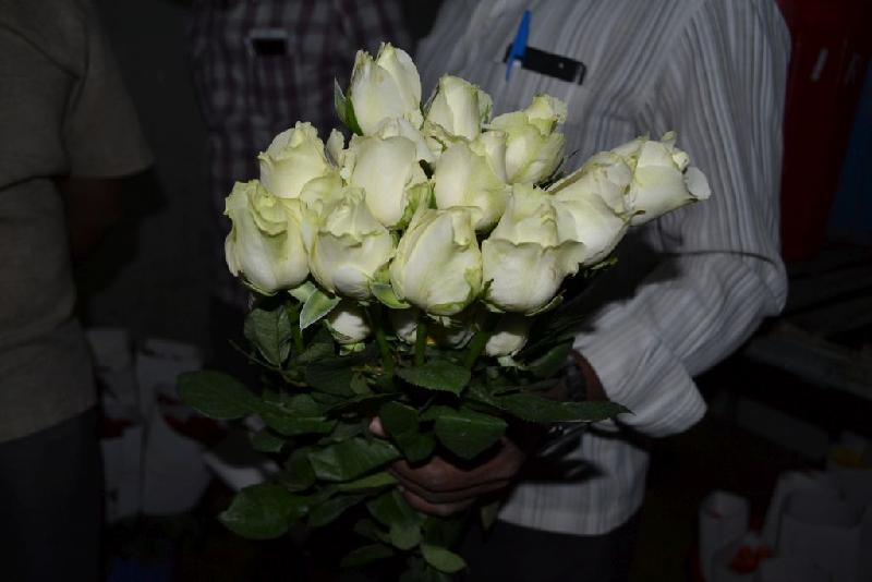 White Rose 01